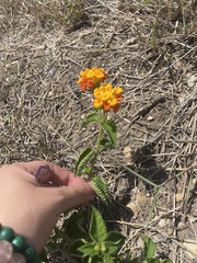 Verbenaceae