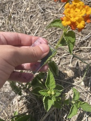 Verbenaceae