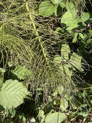 Equisetum telmateia