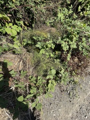 Equisetum telmateia