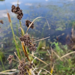 Scirpus atrovirens