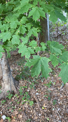Acer