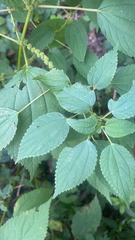 Boehmeria cylindrica