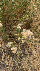 Brickellia eupatorioides