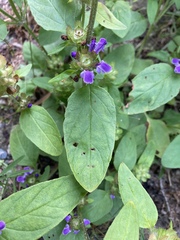 Prunella vulgaris lanceolata