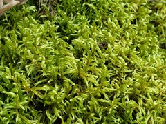 Pleurozium schreberi