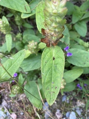 Prunella vulgaris lanceolata