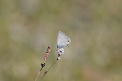 Hemiargus ceraunus astenidas