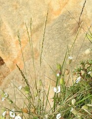 Elymus athericus