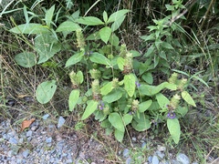 Prunella vulgaris lanceolata