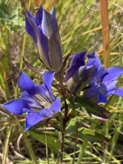 Gentiana puberulenta