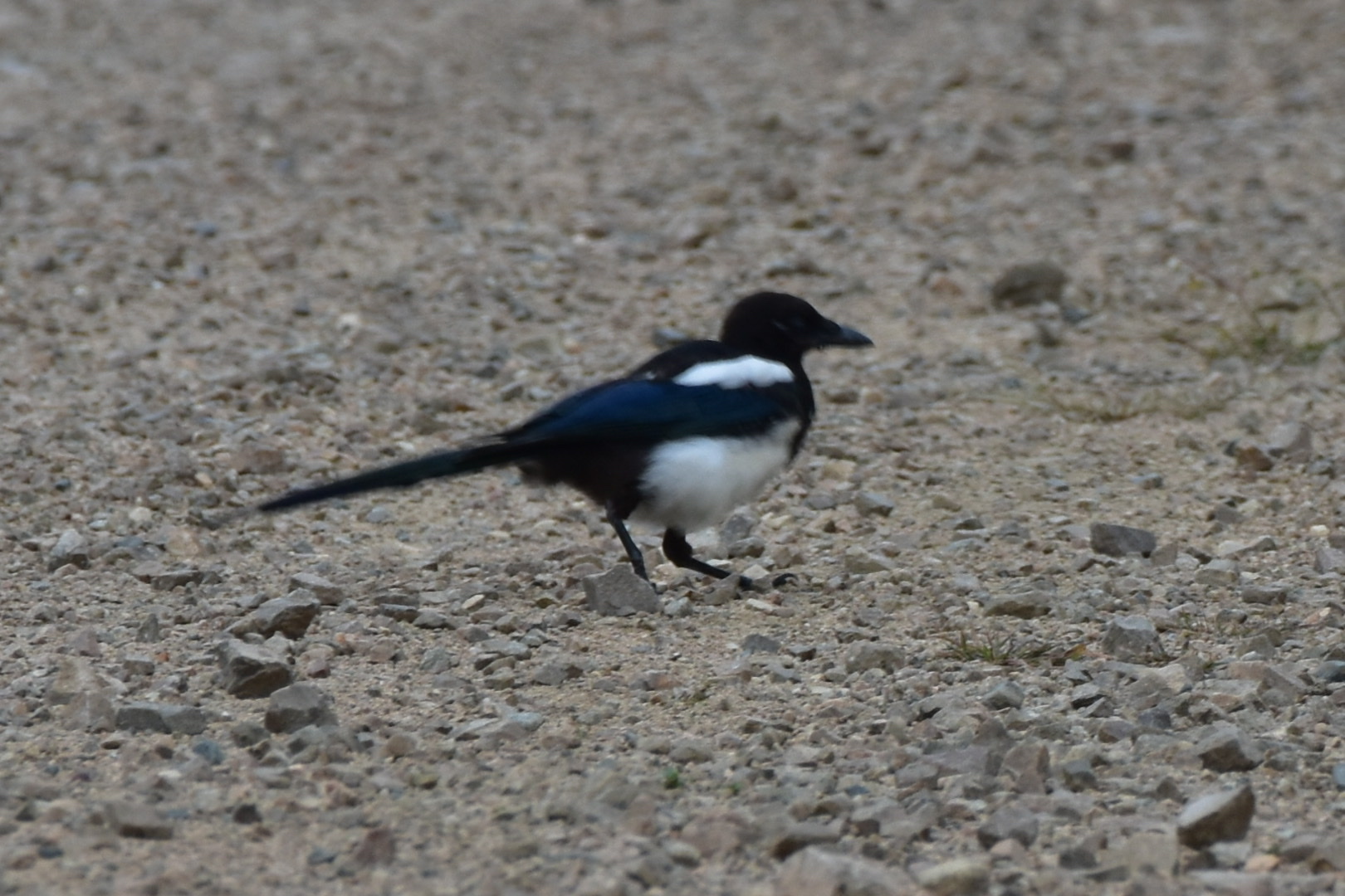 Oriental Magpie