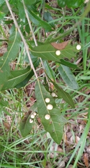 Belonocnema treatae