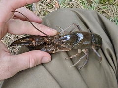 Cambarus robustus