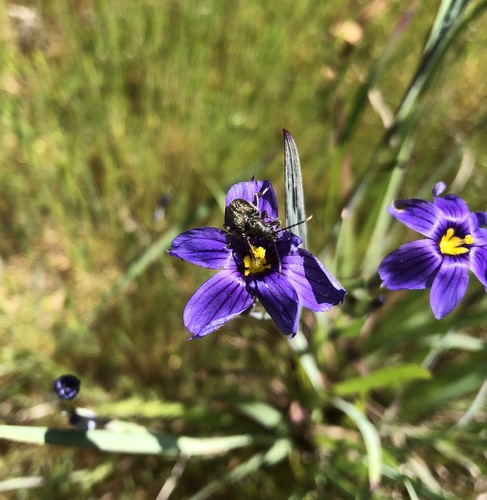 iNaturalist observation photo of Flower Longhorn Beetles
