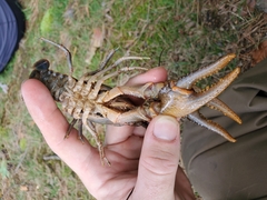 Cambarus robustus