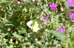 Abaeis mexicana