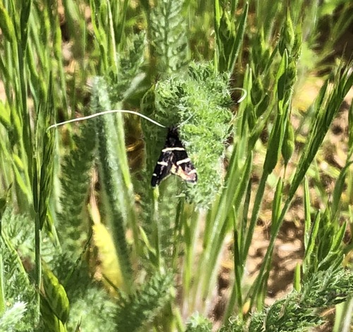 iNaturalist observation photo of Three-striped Longhorn