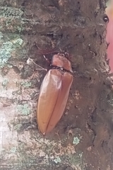 Oxynopterus mucronatus