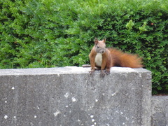 Sciurus vulgaris