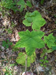 Kalopanax septemlobus