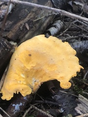 Cantharellus enelensis