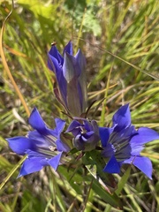 Gentiana puberulenta