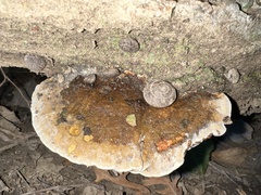 Ischnoderma resinosum