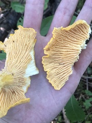 Cantharellus enelensis