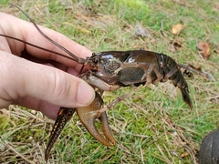 Cambarus robustus