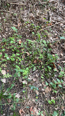 Sanicula canadensis