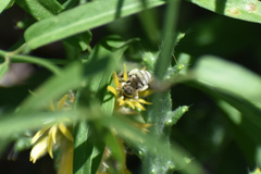 Anthophorula