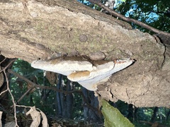 Ischnoderma resinosum