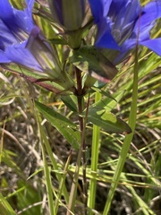 Gentiana puberulenta