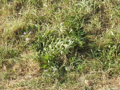 Echium rosulatum