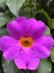 Amphilophium