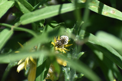 Anthophorula
