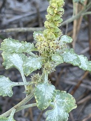 Ambrosia chamissonis