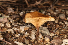 Crepidotus subfulviceps