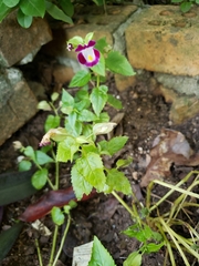 Torenia fournieri
