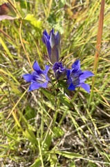 Gentiana puberulenta