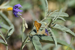 Hylephila phyleus phyleus