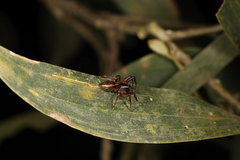Battalus wallum