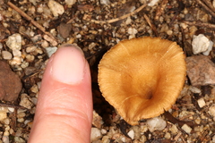 Crepidotus subfulviceps