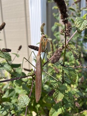 Tenodera angustipennis