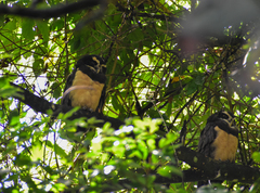 Pulsatrix perspicillata