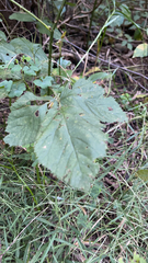 Humulus lupulus