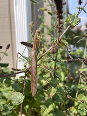 Tenodera angustipennis