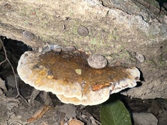 Ischnoderma resinosum