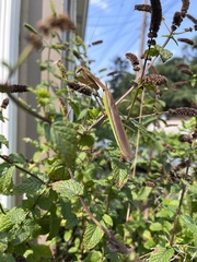 Tenodera angustipennis